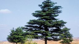 <b>3. </b>ارزة لبنان ... ارزة المجد