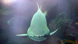 <b>2. </b>Sand Tiger shark conservation efforts: A new international achievement for TSCK