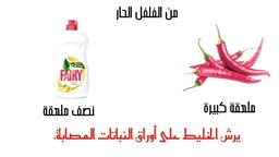 <b>4. </b>مبيد حشري منزلي سهل من الفلفل الحار