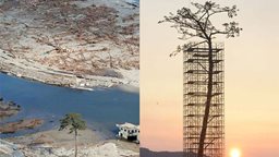 <b>5. </b>تعرّف على قصة شجرة الصنوبر المعجزة في اليابان