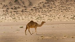 <b>3. </b>Amazing Facts you didn't know about Camels
