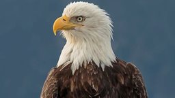 <b>3. </b>تعرّف على العُقاب الرخماء أو العُقاب الصلعاء أو العُقاب الغرَّاء