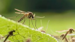 <b>2. </b>Interesting Information about Dragonflies