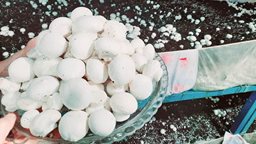 <b>5. </b>المكان المناسب لزراعة الفطر والخطوات المهمة لانطلاق المشروع