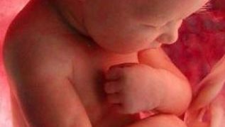 An amazing video showing the baby's journey in his mother's womb