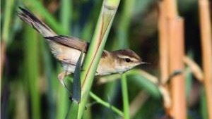 Green Line warns bird reports inform hunters - "Several new birds observed in Kuwait"
