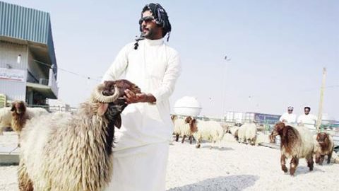 Sheep prices rise for Eid – 'Prices depend on vendor, origin and the day you buy'