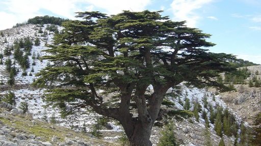 Facts about Cedars of God in Lebanon