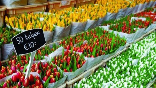 Flower Market in Amsterdam - Netherlands