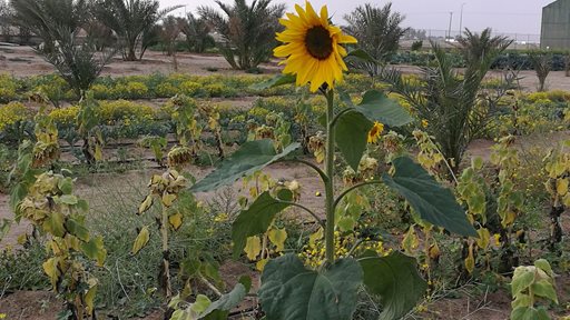 Photos ... Great Day at Sadeer Farms in Abdali 