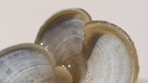 Importance of Padina Pavonica Thallus for the Skin