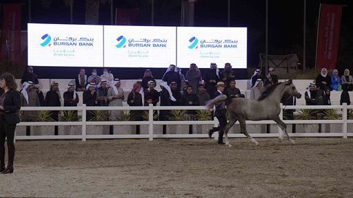 Burgan Bank Sponsors the Kuwait International Arabian Horse Championship 2022