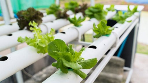 نبذة عن الزراعة الهوائية أو الـ ايروبونيك Aeroponic