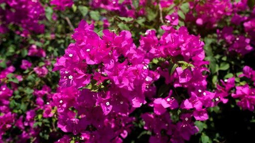 الجهنمية Bougainvillea ... واحدة من أكثر النباتات شعبية في العالم