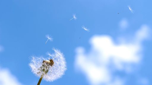 All About Dandelion or Taraxacum officinale