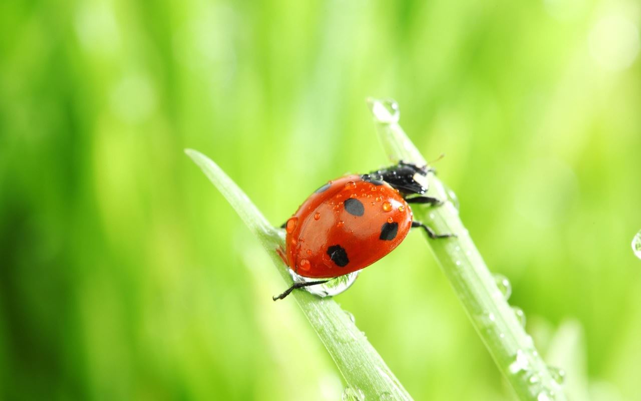 Beautiful and colorful Lady bird wallpapers