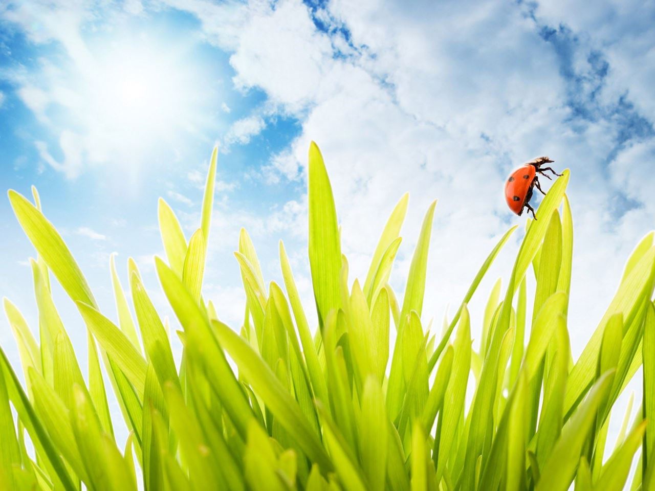 Beautiful and colorful Lady bird wallpapers
