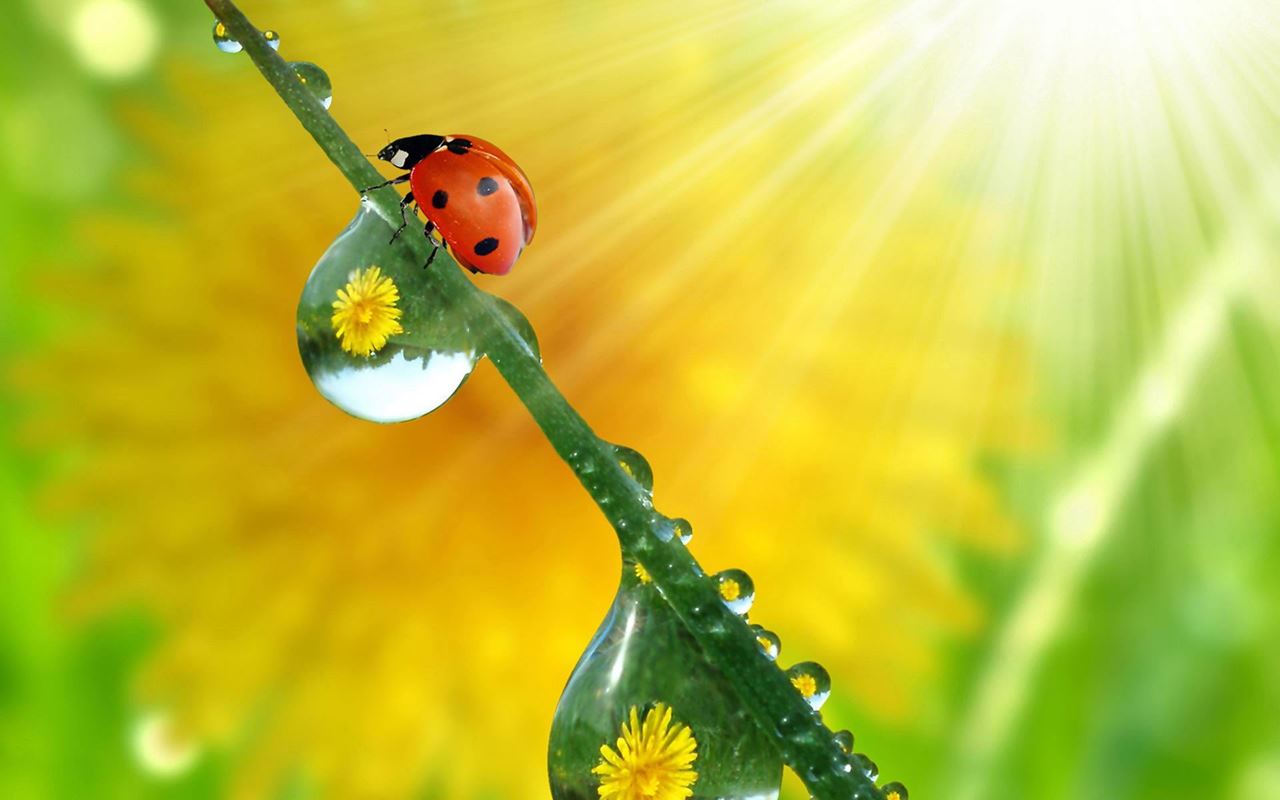 Beautiful and colorful Lady bird wallpapers