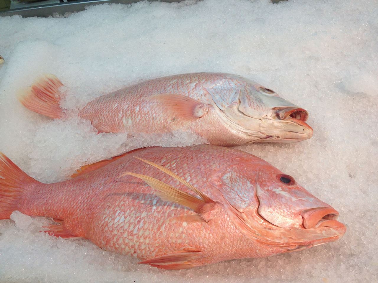 Good Looking Iranian Fresh Hamra @Sultan Center