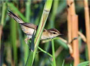 Green Line warns bird reports inform hunters - "Several new birds observed in Kuwait"