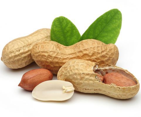 9381_Peanut1JPG.jpg