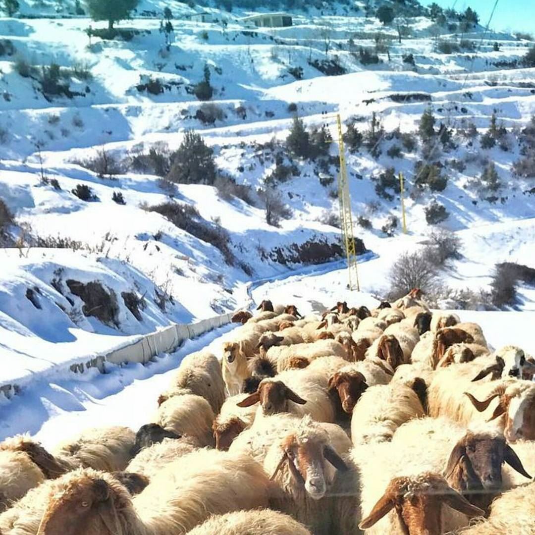 Amazing Snapshots of Winter in Lebanon