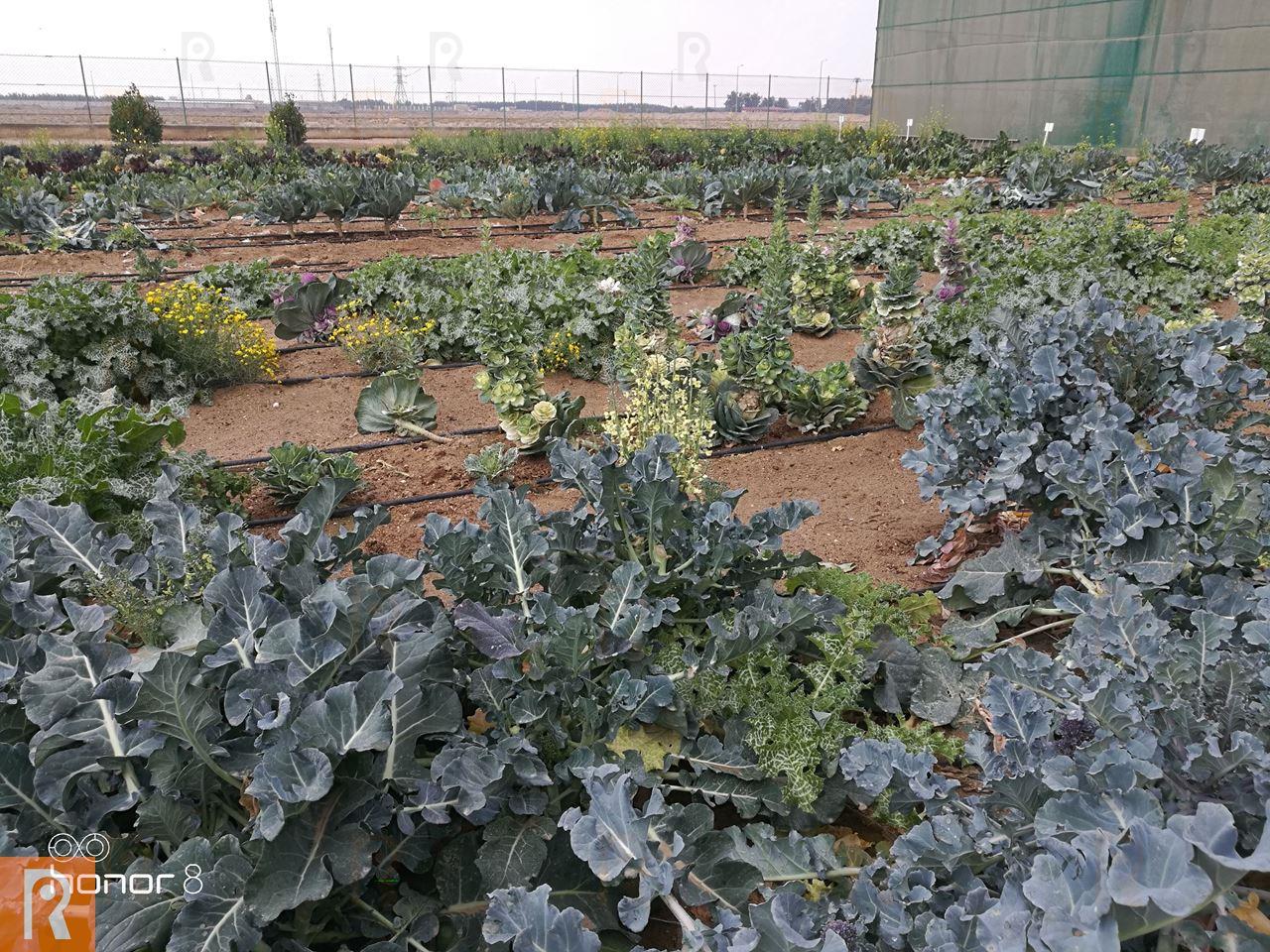 Photos ... Great Day at Sadeer Farms in Abdali