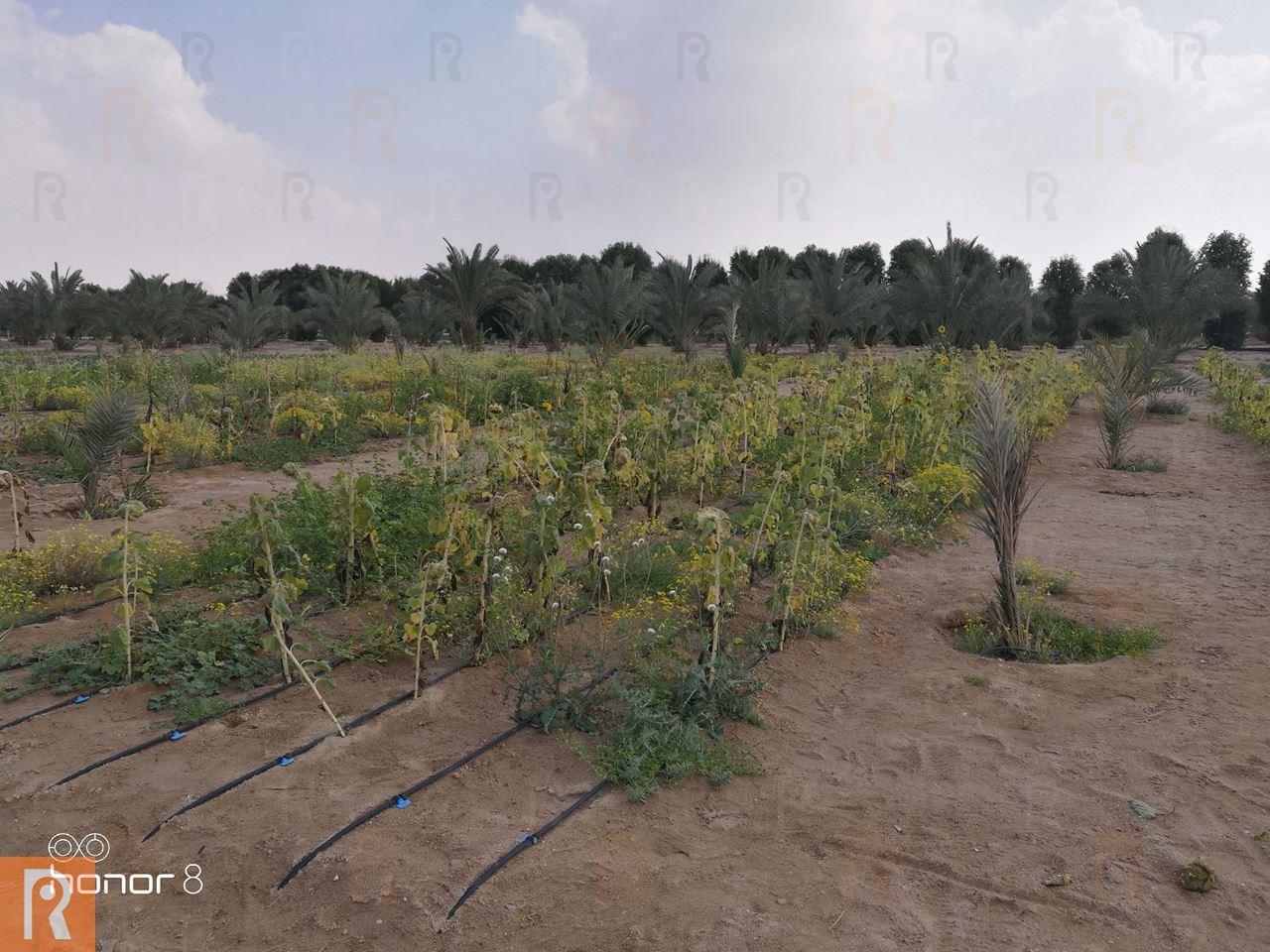 Photos ... Great Day at Sadeer Farms in Abdali