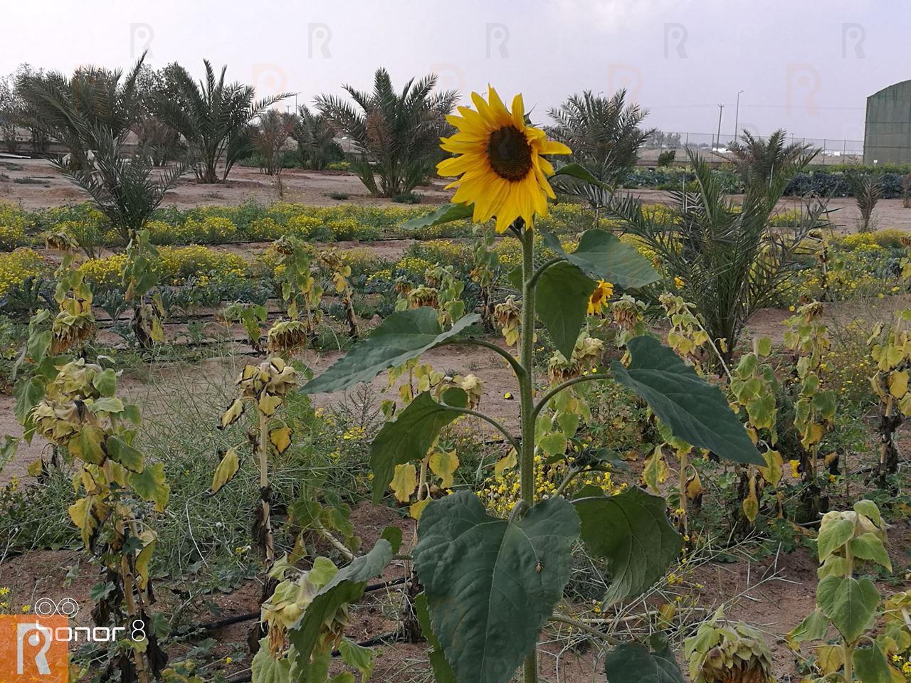 Photos ... Great Day at Sadeer Farms in Abdali