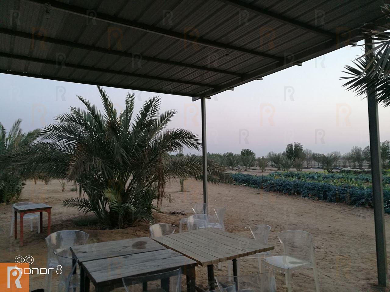 Photos ... Great Day at Sadeer Farms in Abdali