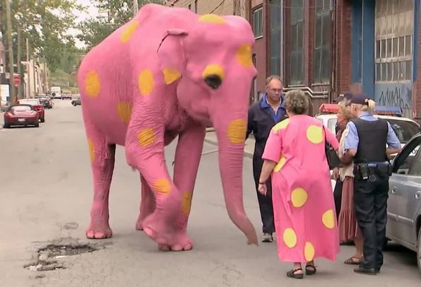 بالفيديو ... فيل وردي غريب يتجول في أحد الأحياء مثيرا دهشة كل من شاهده
