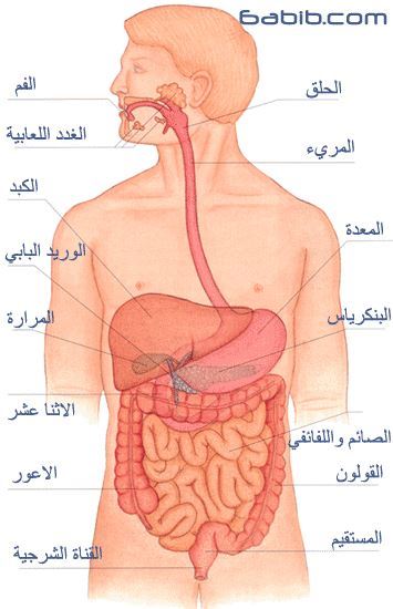 20 معلومة مذهلة عن جسم الانسان