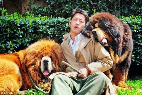 صيني اشترى اغلى كلب في العالم بمليوني دولار