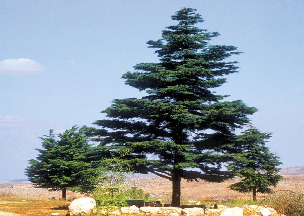 ارزة لبنان ... ارزة المجد