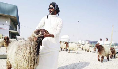 Sheep prices rise for Eid – 'Prices depend on vendor, origin and the day you buy'