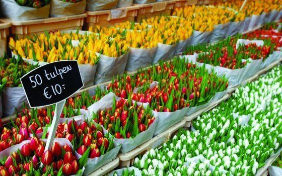 Flower Market in Amsterdam - Netherlands