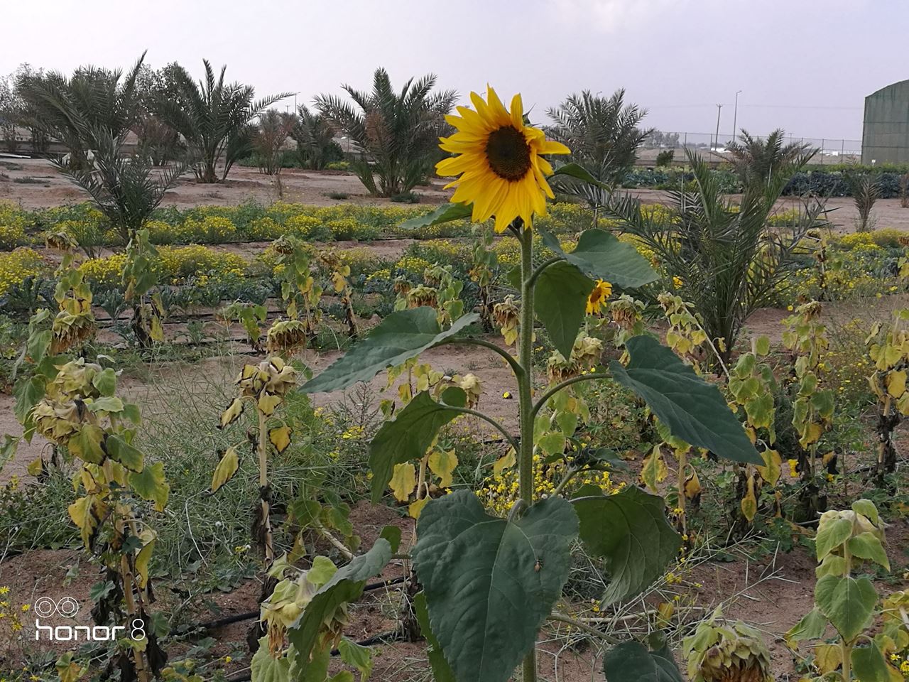 Photos ... Great Day at Sadeer Farms in Abdali
