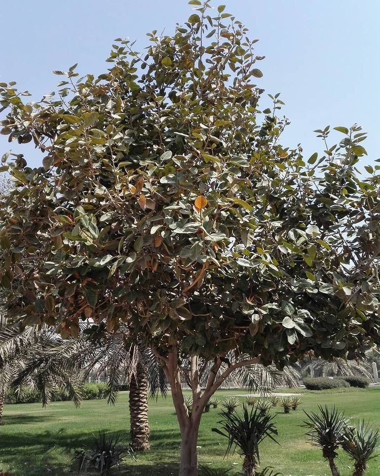 شجرة تين بنغالي