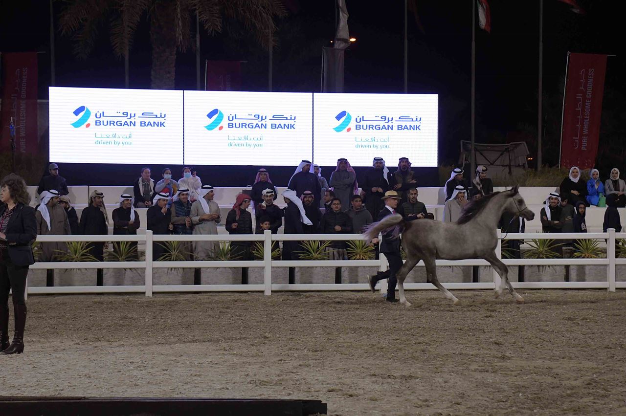 Burgan Bank Sponsors the Kuwait International Arabian Horse Championship 2022