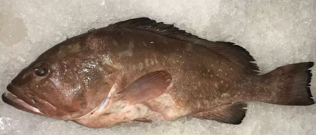 سمك هامور ، وقار ، كوشر ، لقز رملي ، لقس ، لقس الصخري ، بالول ، توين ، Spotted Grouper