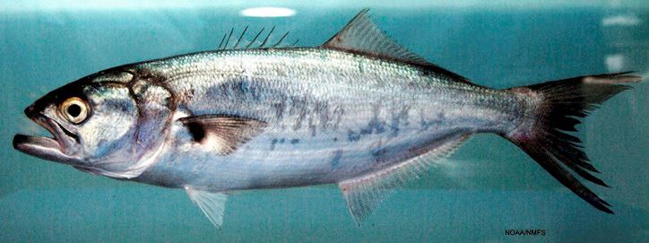 سمك مياس ، السمكة الزرقاء ، Blue Fish