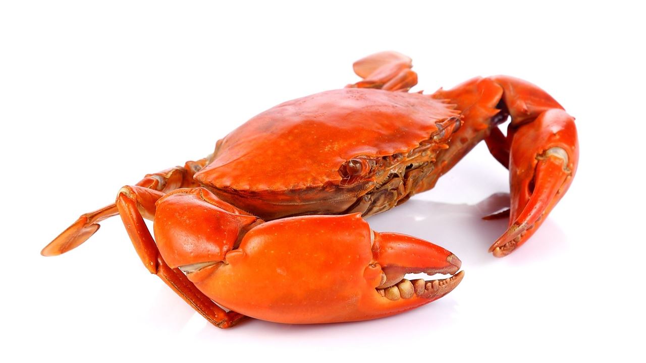 قبقب	، كابوريا ، سلطعون ، سرطان البحر ، أبو جلمبو ، حناجل ، ابو الجنيب ، شنيوب ، Crab 