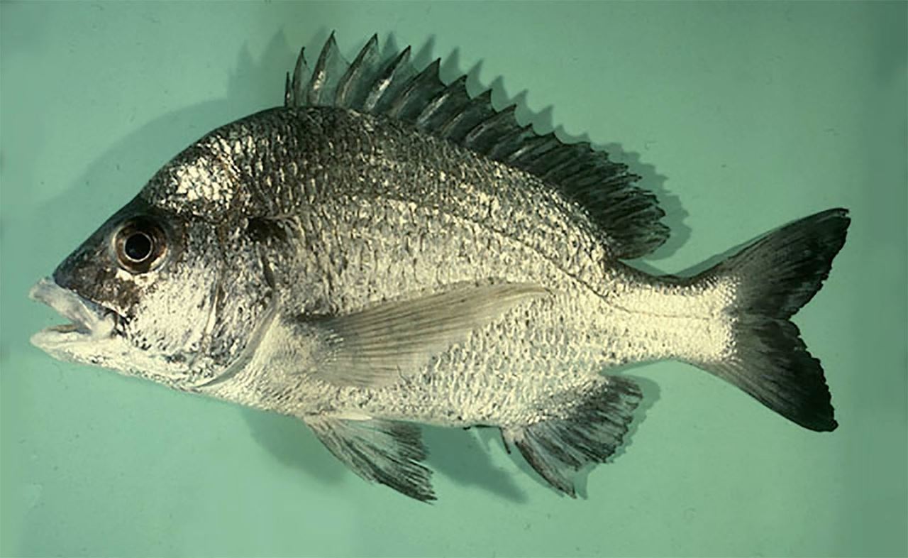 سمك شعوم ، شعم أسود ، Finned Black Seabream