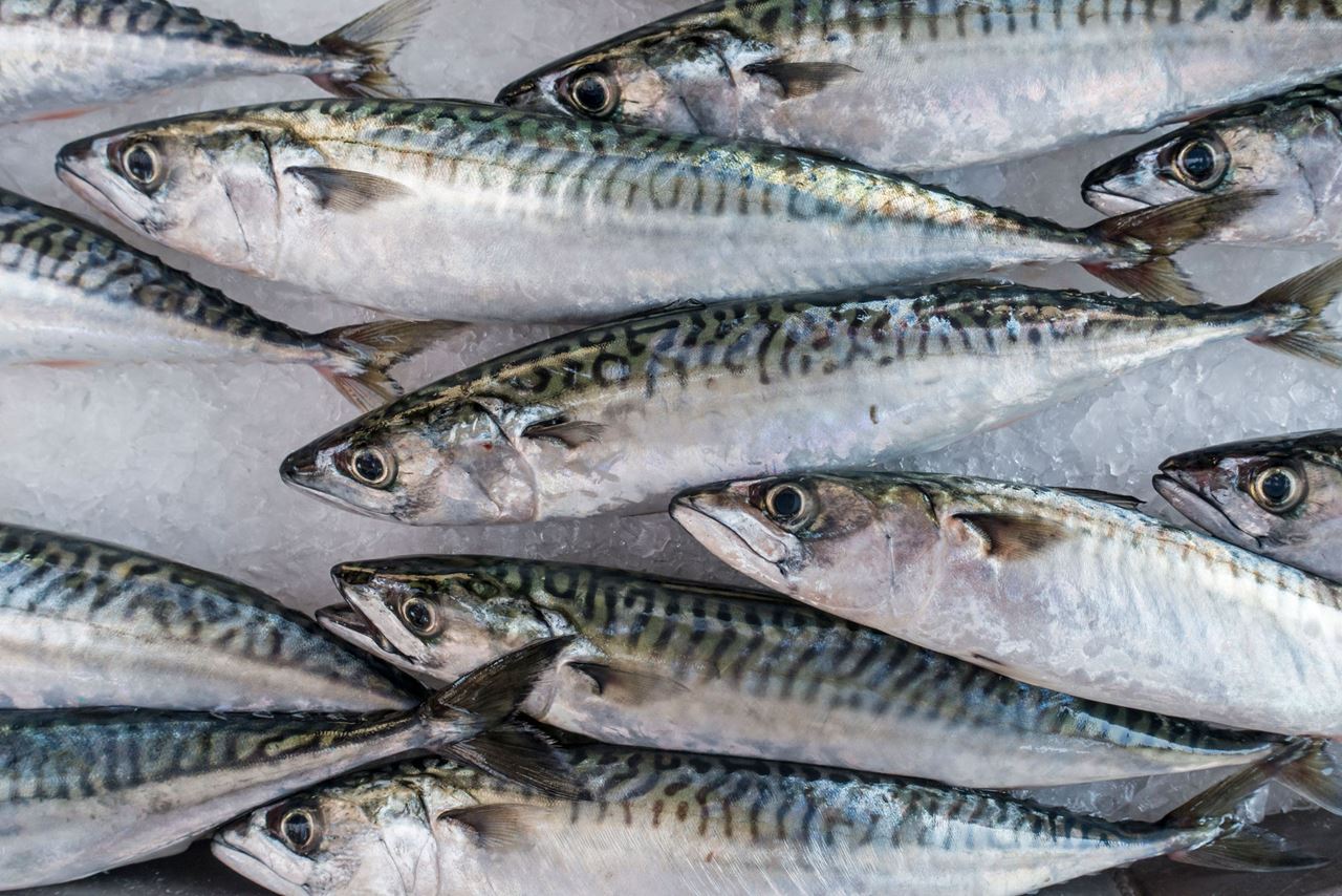 سمك الصدى ، إسقمري ، بلاميطة ، ماكريل ، Mackerel or Bonito