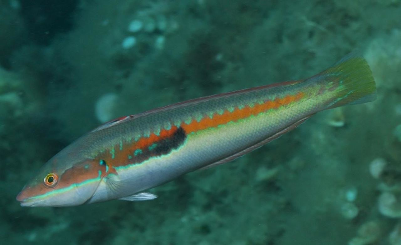 سمك عريسة ، قورس مقزح متوسطي ، Mediterranean rainbow wrasse