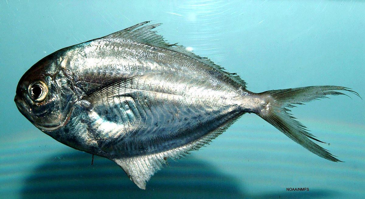 سمك زبيدي ، السمك الفضي ، Stromatous or Pomfret