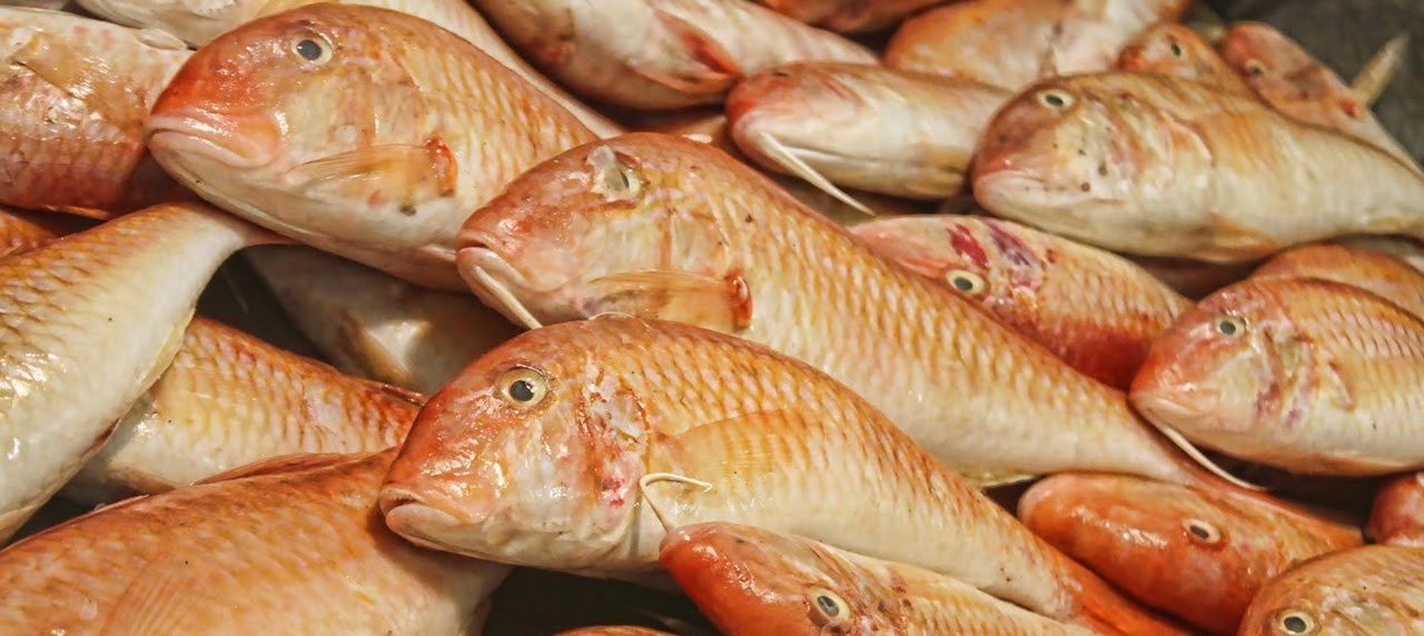 سمك عندق ، أبو نظارة ، مرجان ، أبو اتب ، رعن ، Red porgy