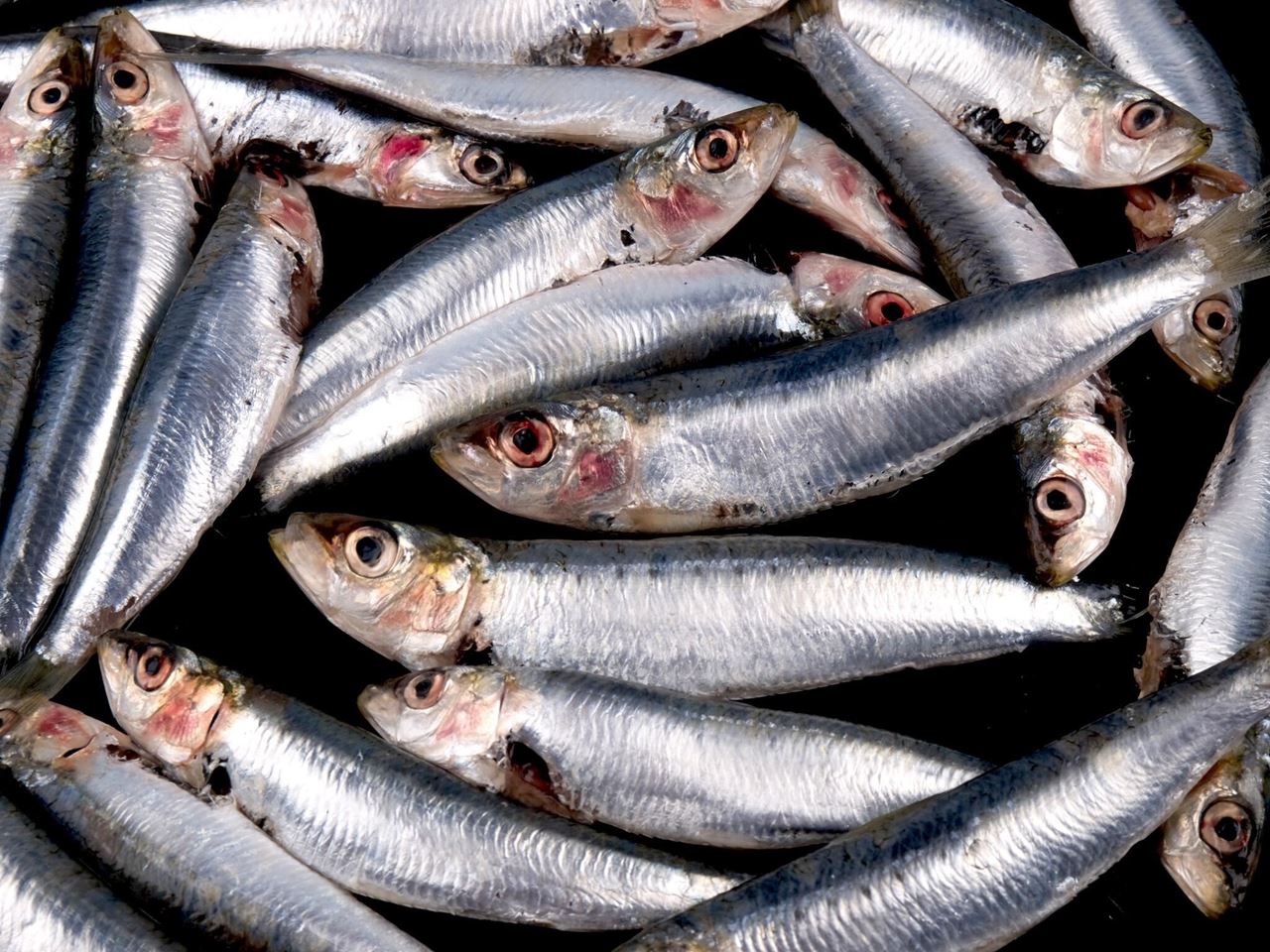 سمك سردين ، عومة أو عوم ، Sardines 