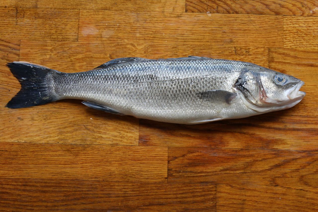 سمك سيباس ، قاروص ، براق ، قاروس ، Seabass 