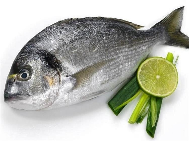 سمك أجاج ، دنيس ، سبيطي ، Silver Seabream 